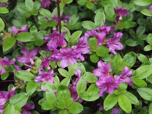 Azalea japonica 'Orlice'